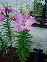 [1697 Albufeira VH No02.JPG]